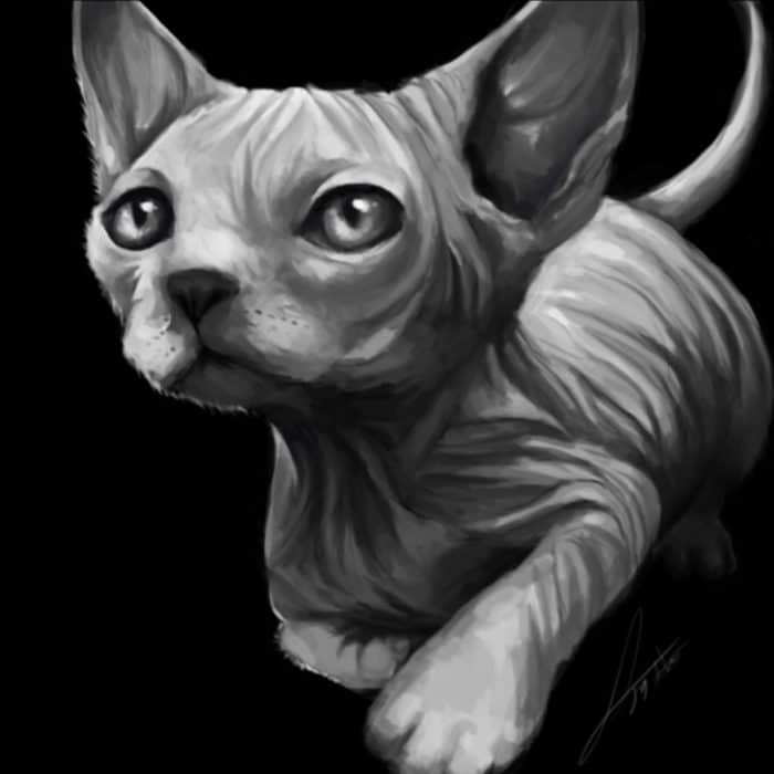 sphynx
